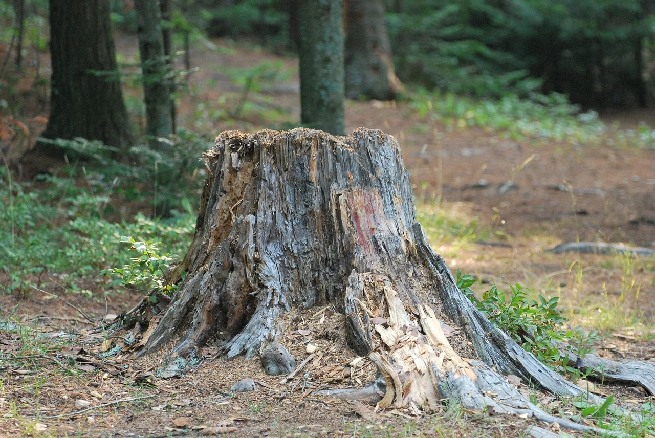 Stump in the woods